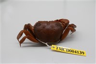 藏品(隆背張口蟹)的圖片